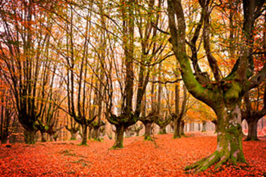 Visita al Gorbea!!!