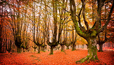 Visita al Gorbea!!!